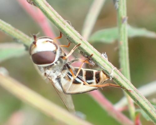 Scaeva sp.